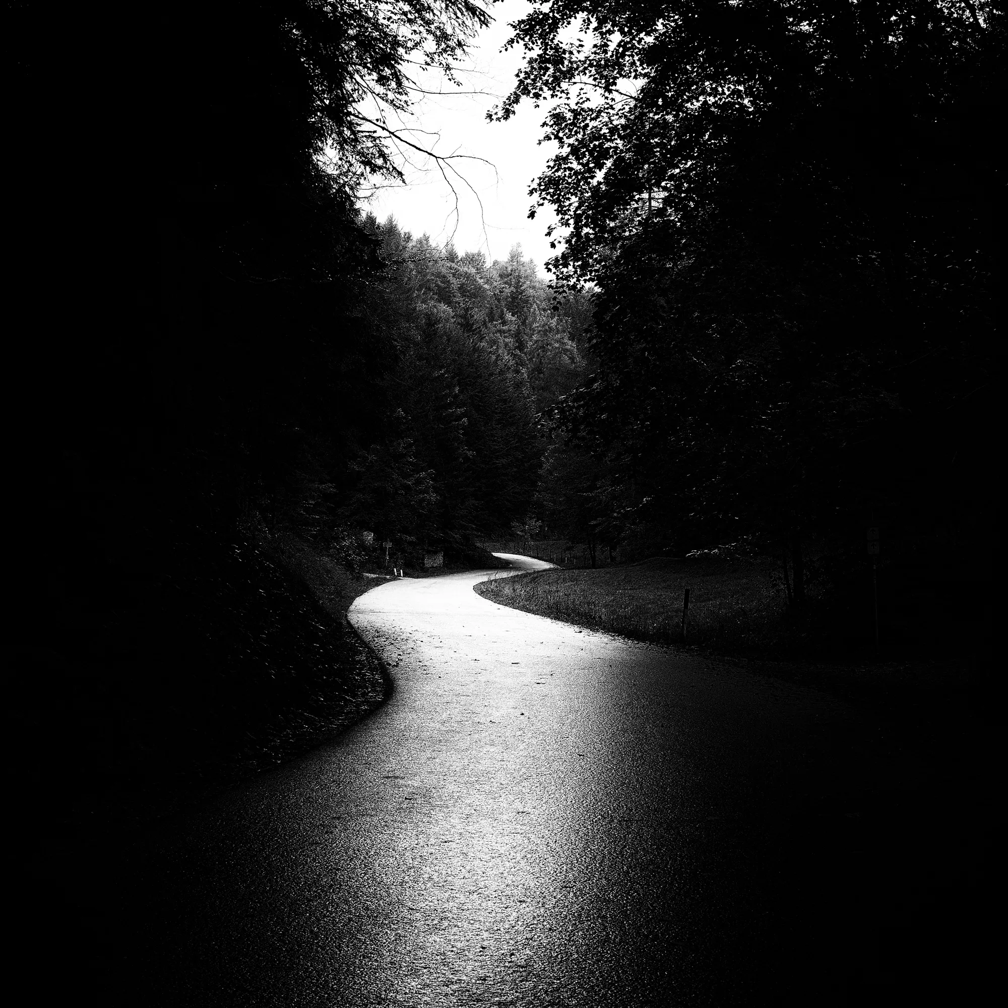 Kengai (Out of Range) - A forest path where digital signals decay and nature reclaims the bandwidth